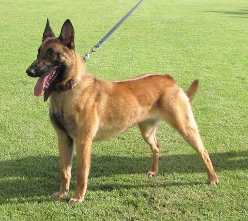 Denzo